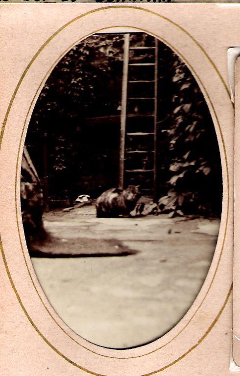 The BEARMAN’s cat at 8 Tudor Road. This is the cat in the wedding photo of Edward Middlemiss and Hilda Bearman, held by Kate
